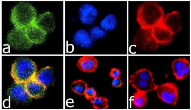 Rabbit IgG (Heavy chain) Secondary Antibody in Immunocytochemistry (ICC/IF)