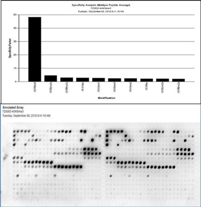 Rabbit IgG (Heavy chain) Secondary Antibody in Peptide array (ARRAY)