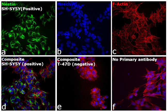 Mouse IgG (H+L) Secondary Antibody in Immunocytochemistry (ICC/IF)