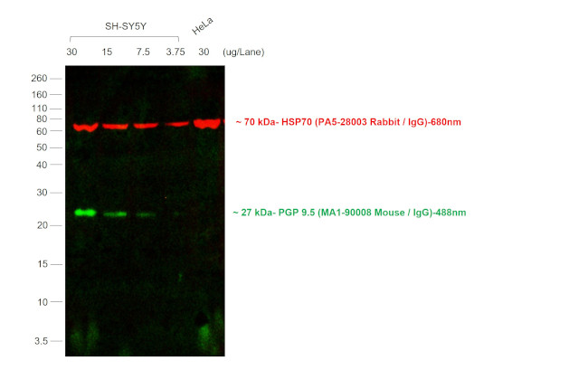 Mouse IgG (H+L) Secondary Antibody in Western Blot (WB)