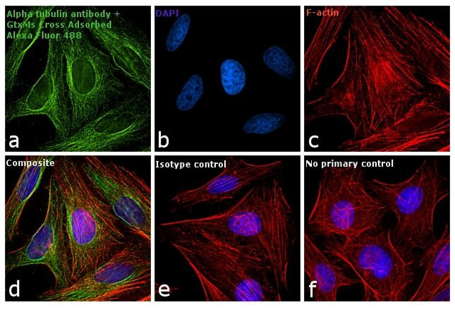 Mouse IgG (H+L) Secondary Antibody in Immunocytochemistry (ICC/IF)