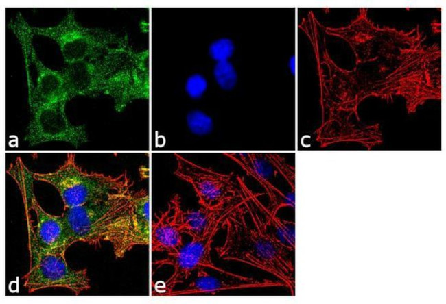 Mouse IgG (H+L) Secondary Antibody in Immunocytochemistry (ICC/IF)