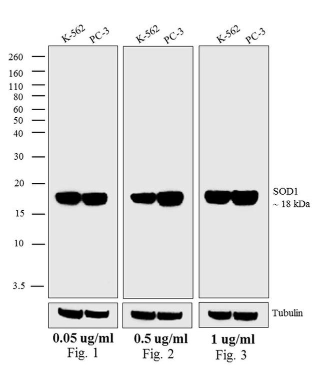 Mouse IgG (H+L) Secondary Antibody in Western Blot (WB)