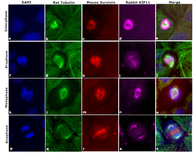 Mouse IgG (H+L) Highly Cross-Adsorbed Secondary Antibody in Immunocytochemistry (ICC/IF)