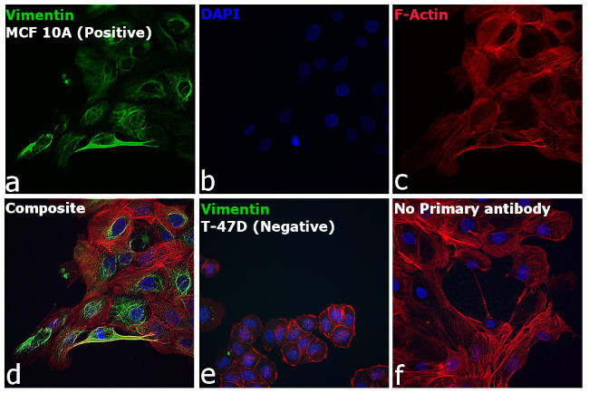 Rabbit IgG (H+L) Highly Cross-Adsorbed Secondary Antibody in Immunocytochemistry (ICC/IF)