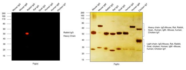 Rabbit IgG (H+L) Highly Cross-Adsorbed Secondary Antibody in Western Blot (WB)