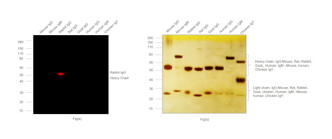 Rabbit IgG (H+L) Highly Cross-Adsorbed Secondary Antibody