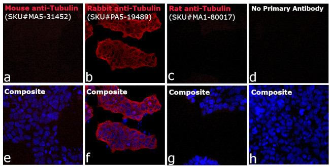 Rabbit IgG (H+L) Highly Cross-Adsorbed Secondary Antibody in Immunocytochemistry (ICC/IF)