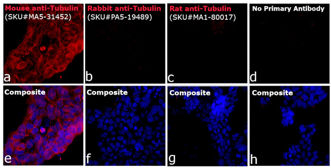 Mouse IgG (H+L) Highly Cross-Adsorbed Secondary Antibody in Immunocytochemistry (ICC/IF)