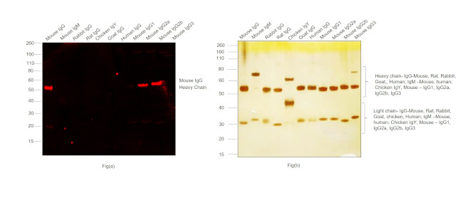 Mouse IgG (H+L) Highly Cross-Adsorbed Secondary Antibody