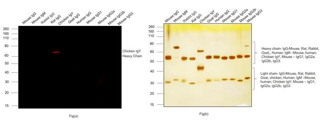 Chicken IgY (H+L) Cross-Adsorbed Secondary Antibody in Western Blot (WB)