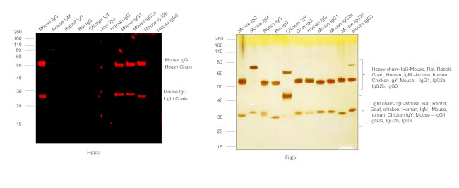 Mouse IgG (H+L) Highly Cross-Adsorbed Secondary Antibody