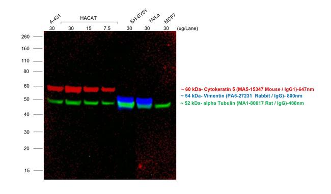 Mouse IgG (H+L) Highly Cross-Adsorbed Secondary Antibody in Western Blot (WB)