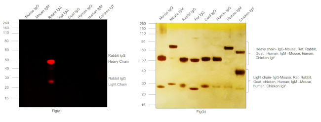 Rabbit IgG (H+L) Highly Cross-Adsorbed Secondary Antibody