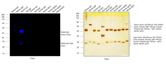 Rabbit IgG (H+L) Highly Cross-Adsorbed Secondary Antibody in Western Blot (WB)