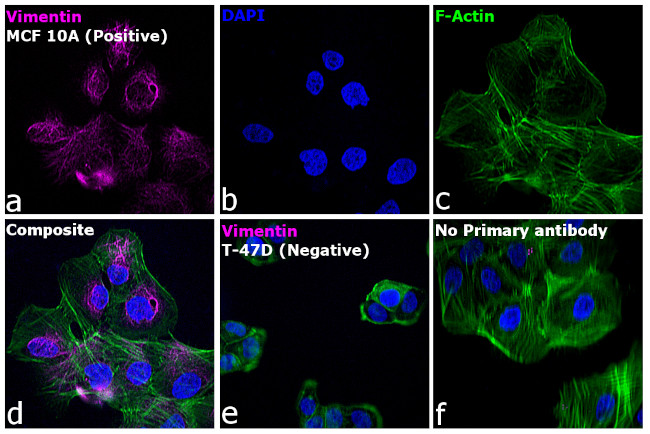 Rabbit IgG (H+L) Highly Cross-Adsorbed Secondary Antibody in Immunocytochemistry (ICC/IF)