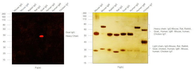 Goat IgG (H+L) Highly Cross-Adsorbed Secondary Antibody