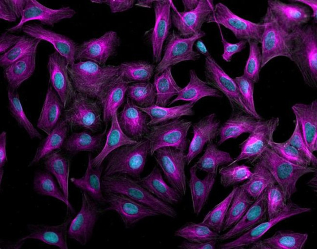 Goat IgG (H+L) Highly Cross-Adsorbed Secondary Antibody in Immunocytochemistry (ICC/IF)