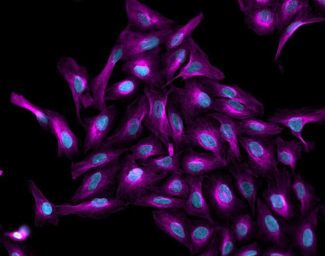 Goat IgG (H+L) Highly Cross-Adsorbed Secondary Antibody in Immunocytochemistry (ICC/IF)