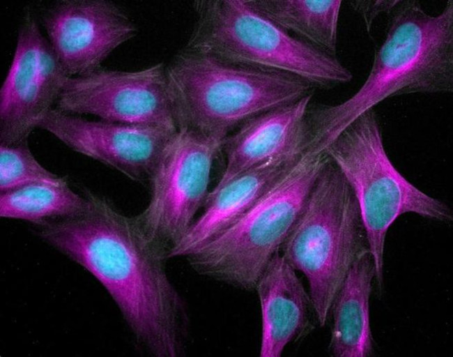 Goat IgG (H+L) Highly Cross-Adsorbed Secondary Antibody in Immunocytochemistry (ICC/IF)