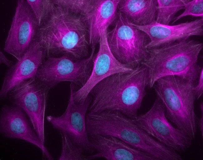 Goat IgG (H+L) Highly Cross-Adsorbed Secondary Antibody in Immunocytochemistry (ICC/IF)