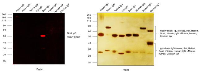 Goat IgG (H+L) Highly Cross-Adsorbed Secondary Antibody in Western Blot (WB)