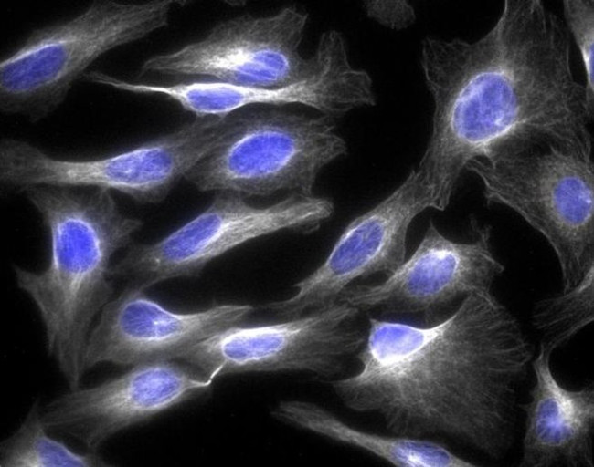 Goat IgG (H+L) Highly Cross-Adsorbed Secondary Antibody in Immunocytochemistry (ICC/IF)