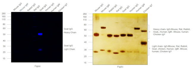 Goat IgG (H+L) Highly Cross-Adsorbed Secondary Antibody