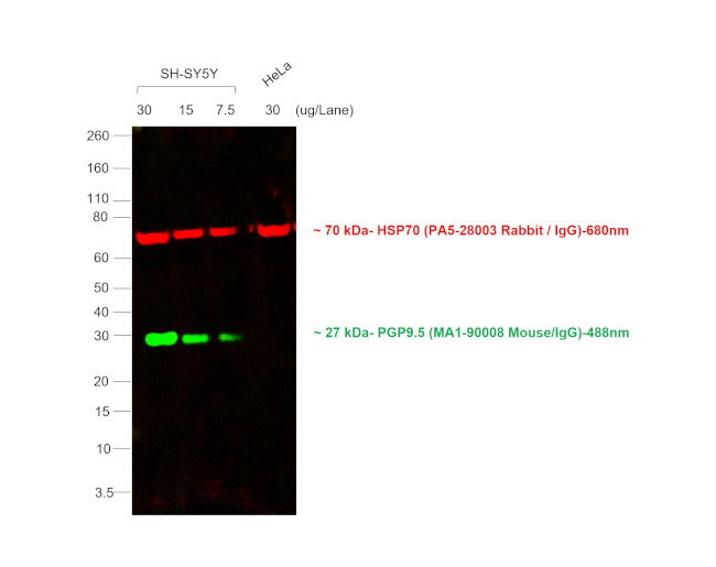 Mouse IgG (H+L) Cross-Adsorbed Secondary Antibody in Western Blot (WB)