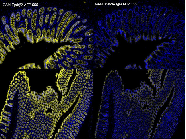 Mouse IgG (H+L) Cross-Adsorbed Secondary Antibody in Immunohistochemistry (Paraffin) (IHC (P))