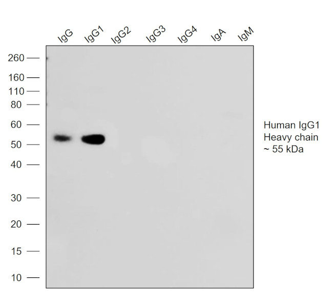 Human IgG1 (Heavy chain) Secondary Antibody