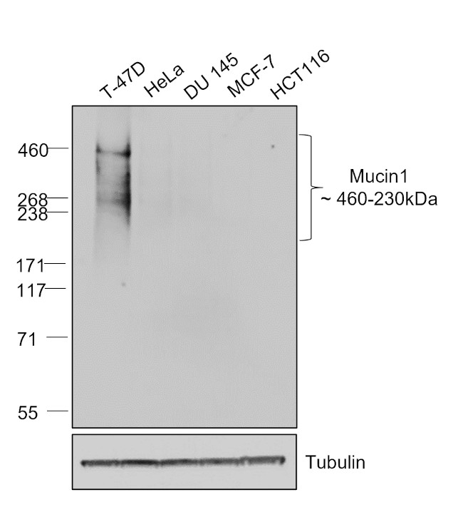 Human IgG (H+L) Secondary Antibody in Western Blot (WB)