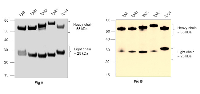 Human IgG (H+L) Secondary Antibody in Western Blot (WB)