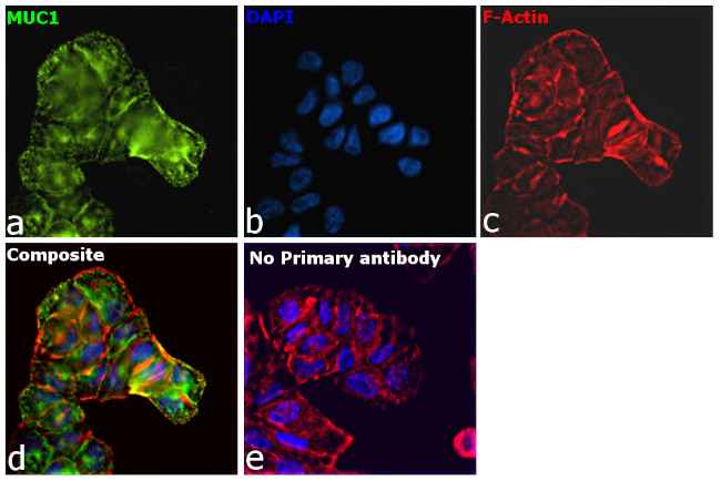 Human IgG (H+L) Secondary Antibody in Immunocytochemistry (ICC/IF)