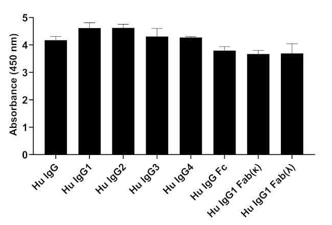 Human IgG (H+L) Secondary Antibody in ELISA (ELISA)