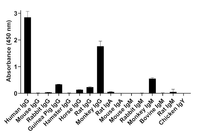 Human IgG (H+L) Secondary Antibody