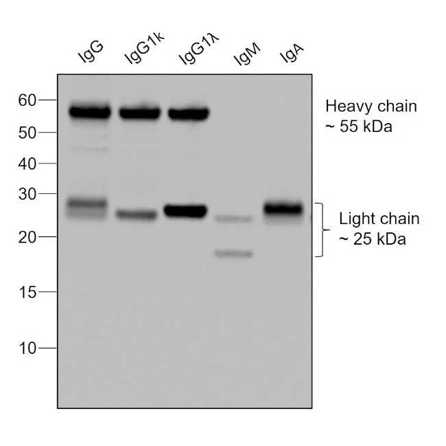 Human IgG (H+L) Secondary Antibody