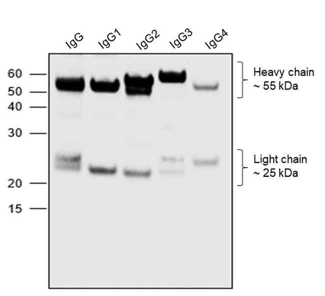 Human IgG (H+L) Secondary Antibody in Western Blot (WB)