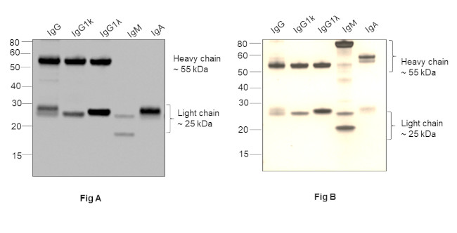 Human IgG (H+L) Secondary Antibody