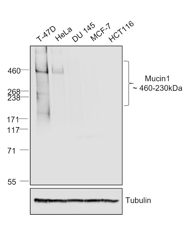 Human IgG (H+L) Secondary Antibody in Western Blot (WB)