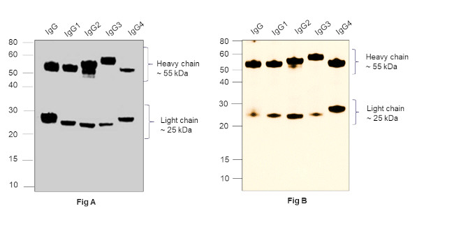 Human IgG (H+L) Secondary Antibody in Western Blot (WB)