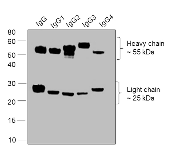 Human IgG (H+L) Secondary Antibody in Western Blot (WB)