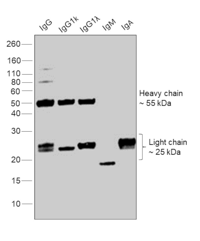 Human IgG (H+L) Secondary Antibody