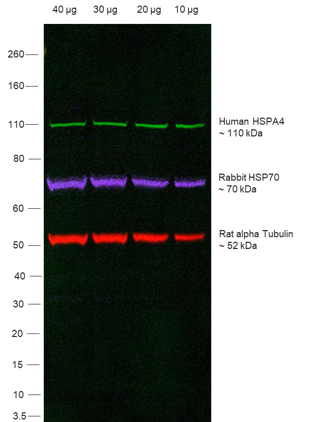 Human IgG (H+L) Secondary Antibody in Western Blot (WB)