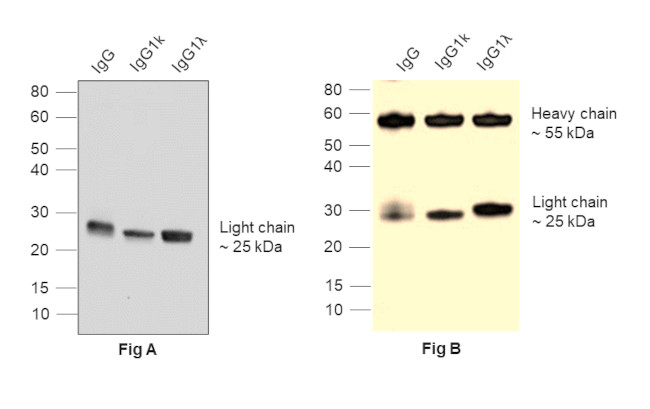 Human IgG (Light chain) Secondary Antibody