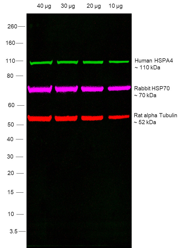 Human IgG (Heavy Chain) Secondary Antibody in Western Blot (WB)