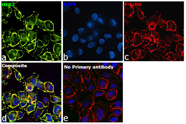 Human IgG (Heavy Chain) Secondary Antibody in Immunocytochemistry (ICC/IF)