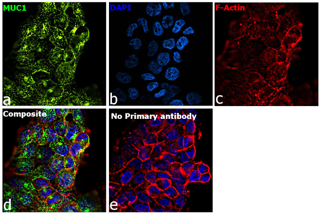 Human IgG (Heavy Chain) Secondary Antibody in Immunocytochemistry (ICC/IF)