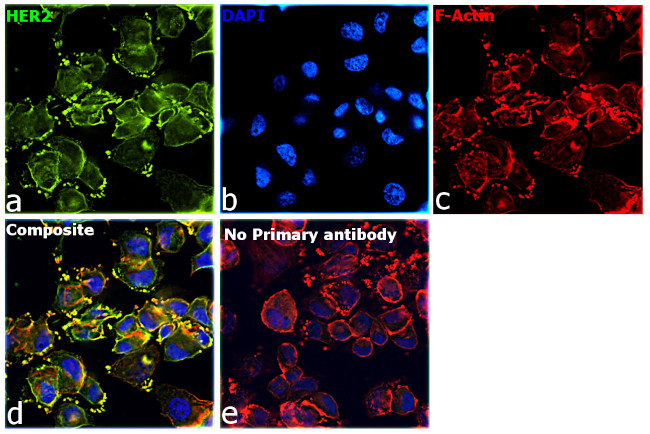 Human IgG Fab Secondary Antibody in Immunocytochemistry (ICC/IF)