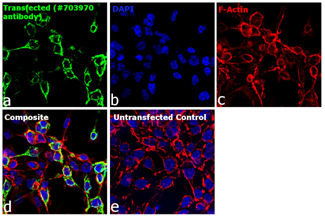 Human IgG Fab Secondary Antibody in Immunocytochemistry (ICC/IF)